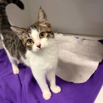 Bones -  Domestic Short Hair Cat for Adoption in Dearborn, Michigan - Bones | PetCurious