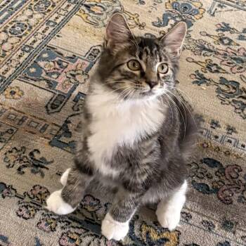 Fancy -  Domestic Medium Hair Cat for Adoption in Lawrenceburg, Kentucky - Fancy | PetCurious