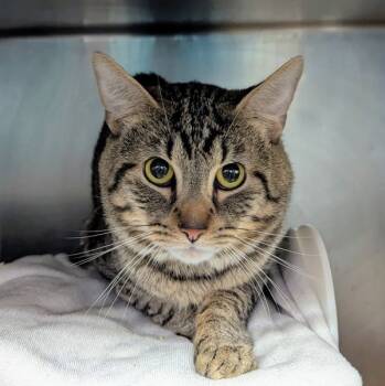 Rescue Domestic Short Hair Cats for Adoption in New York, New York - Morad | PetCurious