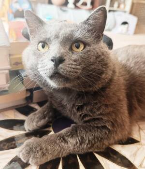 Chimney -  Russian Blue and Domestic Short Hair Cat Available for Adoption in Philadelphia, Pennsylvania - Chimney | PetCurious