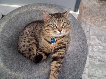 Domestic Short Hair Cats Available for Adoption in Grand Rapids, Michigan - Pistol Pete | PetCurious