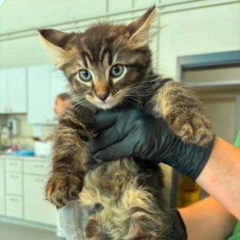 Ups -  Domestic Short Hair Cat for Adoption in Huntington, West Virginia - Ups | PetCurious