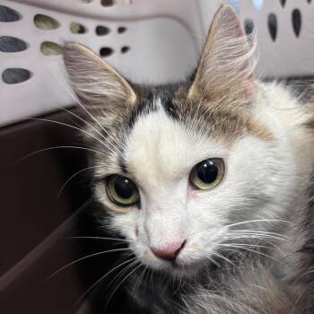 Domestic Medium Hair Cats Available for Adoption - Trixie | PetCurious