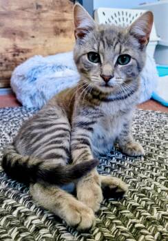 Einstein -  Domestic Short Hair Cat for Adoption in Syosset, New York - Einstein | PetCurious