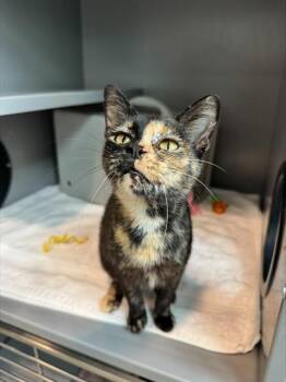 JAMIE LYNN -  Domestic Short Hair Cat for Adoption in Leesburg, Virginia - JAMIE LYNN | PetCurious