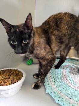 61569100 -  Calico Cat for Adoption in Elko, Nevada - 61569100 | PetCurious