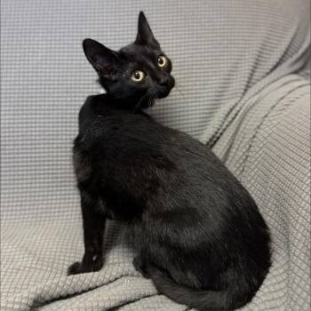 Domestic Short Hair Cats Available for Adoption - Palmolive *Meet Me At Richfield Petsmart* | PetCurious