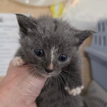 Poliwrath -  Domestic Short Hair Cat for Adoption in Eureka Springs, Arkansas - Poliwrath | PetCurious