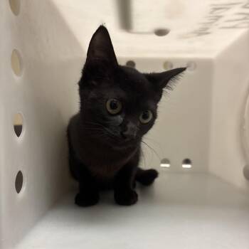 Black Panther -  Domestic Short Hair Cat for Adoption in Columbus, Georgia - Black Panther | PetCurious