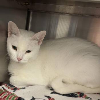 Duchess -  Domestic Short Hair Cat for Adoption in Liberty, Missouri - Duchess | PetCurious