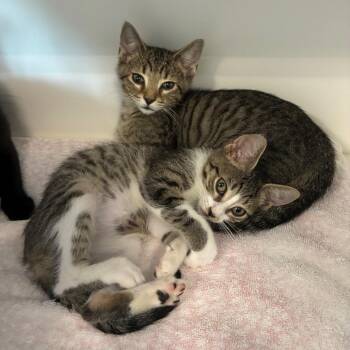 Crochet -  Domestic Medium Hair Cat for Adoption in Greensboro, North Carolina - Crochet | PetCurious