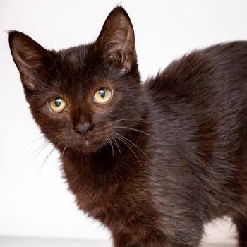 Black Pearl -  Domestic Short Hair Cat for Adoption in Hattiesburg, Mississippi - Black Pearl | PetCurious
