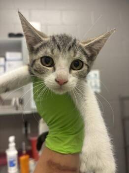 FRANCESCA -  Domestic Short Hair Cat for Adoption in Indianapolis, Indiana - FRANCESCA | PetCurious