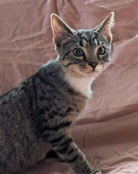 Rescue Domestic Short Hair Cats for Adoption in Asheville, North Carolina - Crabgrass | PetCurious
