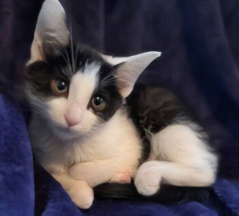 Rescue Domestic Short Hair Cats for Adoption in Franklin, Tennessee - KITTEN BEATRICE | PetCurious