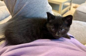 Pancake -  Domestic Short Hair Cat for Adoption in Ferndale, Michigan - Pancake | PetCurious