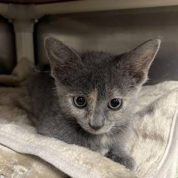 Skeeter -  Domestic Short Hair Cat for Adoption in Mentor, Ohio - Skeeter | PetCurious