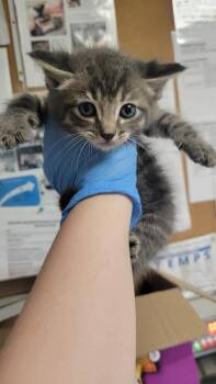 Potato Chip -  Domestic Medium Hair Cat for Adoption in Bolivar, Missouri - Potato Chip | PetCurious
