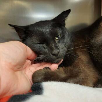 Ladyfingers -  Domestic Short Hair Cat for Adoption in Columbia, Missouri - Ladyfingers | PetCurious