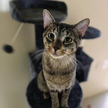 Rescue Domestic Short Hair and Tabby Cats for Adoption in New York, New York - Flaco - Chatty Boy | PetCurious