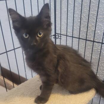 Rescue Domestic Short Hair Cats for Adoption in Portage, Michigan - Raven | PetCurious