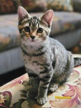 Meadow -  Tabby Cat for Adoption in Richmond, Virginia - Meadow | PetCurious