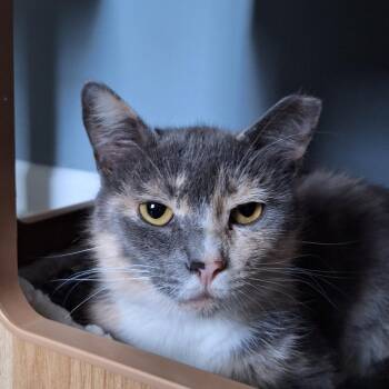 Patches -  Domestic Short Hair Cat for Adoption in Butler, Pennsylvania - Patches | PetCurious