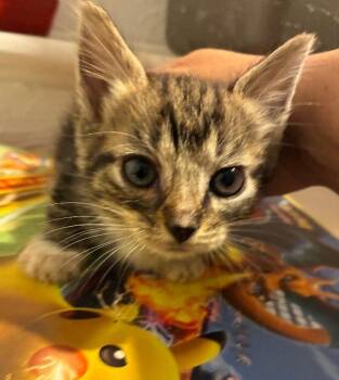 Ben -  Domestic Short Hair Cat for Adoption in East Brunswick, New Jersey - Ben | PetCurious
