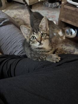 Domestic Short Hair and Tabby Cats Available for Adoption in Rosenberg, Texas - Mabel Dub | PetCurious