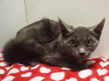 MONDAY -  Domestic Short Hair Cat for Adoption in Sacramento, California - MONDAY | PetCurious