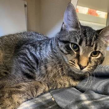 Rescue Domestic Short Hair Cats for Adoption in Gloucester, Virginia - Nibbles | PetCurious