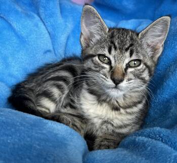 Link -  Tabby Cat for Adoption in Hood River, Oregon - Link | PetCurious