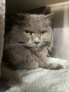 Persian Cats Available for Adoption in Woodland, California - SADIE | PetCurious