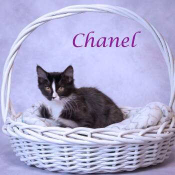 Chanel C26-109 -  Domestic Short Hair Cat for Adoption in Lebanon, Tennessee - Chanel C26-109 | PetCurious