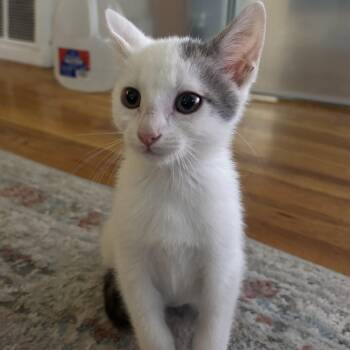 Leo Samos-Millar -  Domestic Short Hair Cat for Adoption in Morrison, Colorado - Leo Samos-Millar | PetCurious