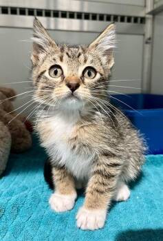 SCOTTY -  Domestic Medium Hair Cat for Adoption in San Francisco, California - SCOTTY | PetCurious