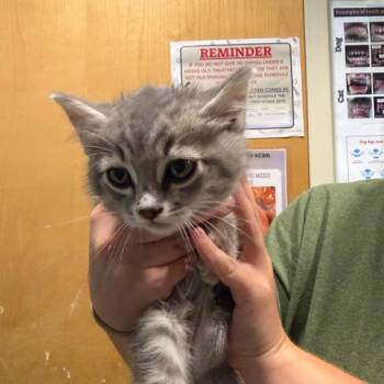 Tagalong -  Domestic Short Hair Cat for Adoption in Chattanooga, Tennessee - Tagalong | PetCurious