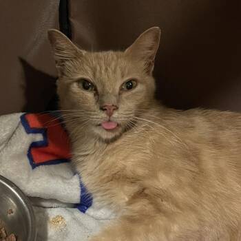 Coop -  Domestic Short Hair Cat for Adoption in Mentor, Ohio - Coop | PetCurious
