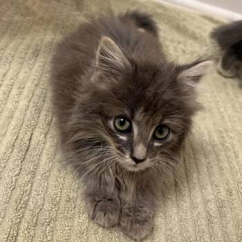 Salty -  Domestic Long Hair Cat for Adoption in Mocksville, North Carolina - Salty | PetCurious