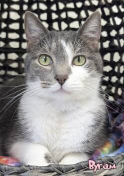 Byram -  Domestic Short Hair Cat for Adoption in Mason, Michigan - Byram | PetCurious
