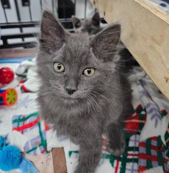 Alfredo -  Domestic Long Hair Cat for Adoption in Los Angeles, California - Alfredo | PetCurious