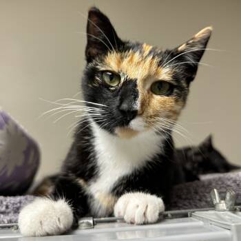 Rescue Domestic Short Hair Cats for Adoption in Blue Ridge, Georgia - Tia | PetCurious