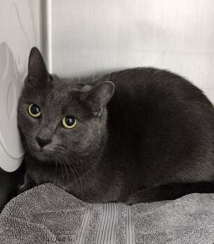 Domestic Short Hair Cats Available for Adoption in Silverdale, Washington - Rain | PetCurious