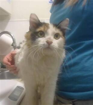 Domestic Short Hair Cats Available for Adoption in Albuquerque, New Mexico - TANSY | PetCurious