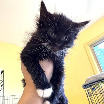 Maylin -  Domestic Long Hair Cat for Adoption in West Orange, New Jersey - Maylin | PetCurious