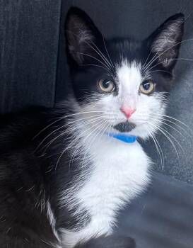 Rescue Domestic Short Hair Cats for Adoption in Mount Vernon, Ohio - Raj | PetCurious