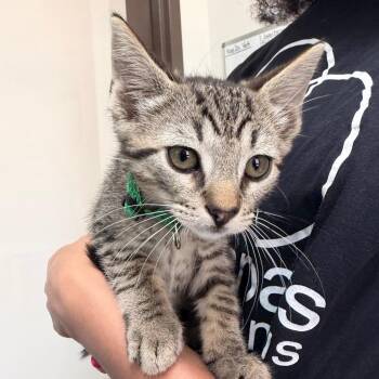 Hank -  Domestic Short Hair Cat for Adoption in Nashville, Tennessee - Hank | PetCurious