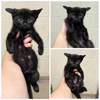 Faith -  Domestic Short Hair Cat for Adoption in Dublin, Virginia - Faith | PetCurious