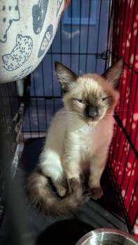 Bolin -  Siamese Cat for Adoption in Davis, California - Bolin | PetCurious