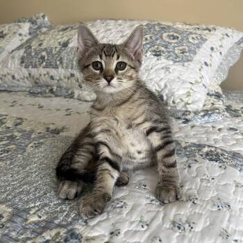 Barney -  Domestic Short Hair Cat for Adoption in Canton, Illinois - Barney | PetCurious
